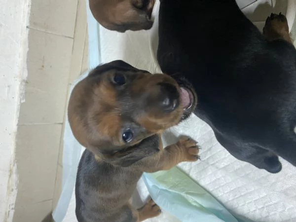 Cane razza bassotto | Foto 0