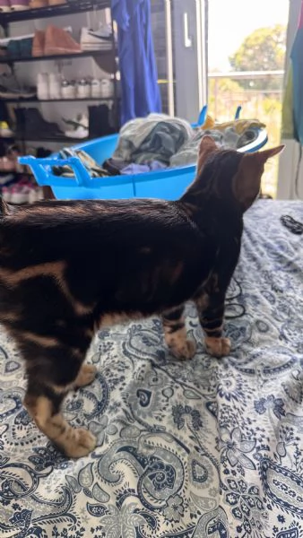 Gatti bengala con pedigree internazionale TICA | Foto 6