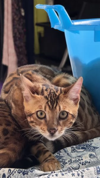 Gatti bengala con pedigree internazionale TICA | Foto 5