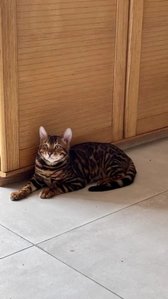 Gatti bengala con pedigree internazionale TICA | Foto 4