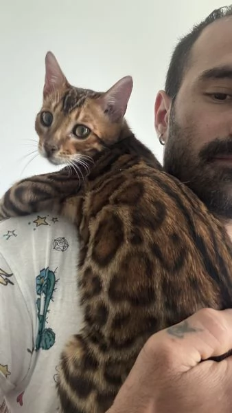 Gatti bengala con pedigree internazionale TICA | Foto 3