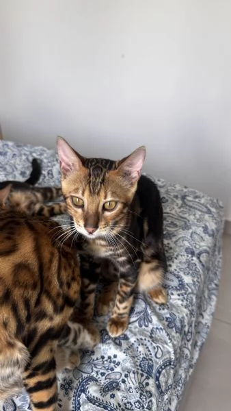 Gatti bengala con pedigree internazionale TICA | Foto 1