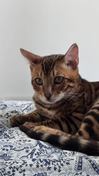 Gatti bengala con pedigree internazionale TICA | Foto 0