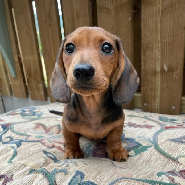 Cuccioli di bassotto