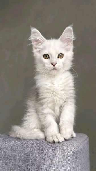 Cuccioli gatti Maine Coon