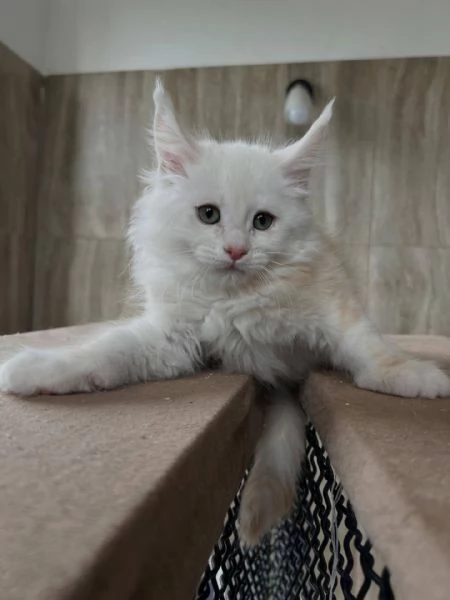Gatti maine coon