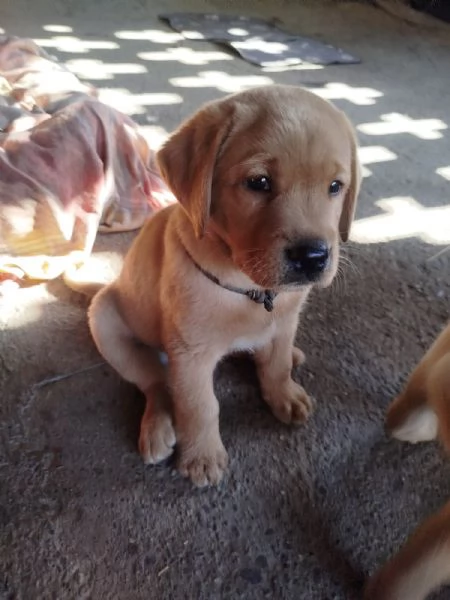 Cucciolo di Labador Retriever | Foto 5