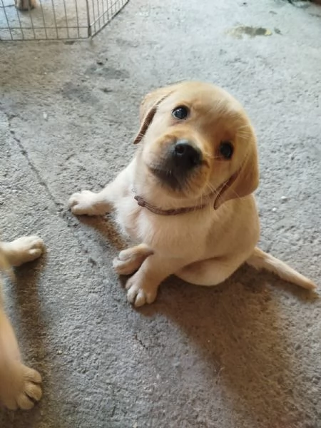 Cucciolo di Labador Retriever | Foto 4