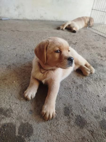 Cucciolo di Labador Retriever | Foto 1