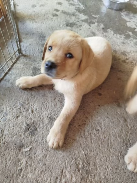 Cucciolo di Labador Retriever | Foto 0