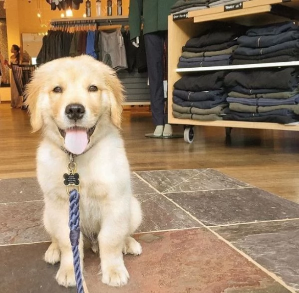 Cucciolo di Golden Retriever in cerca di una nuova casa