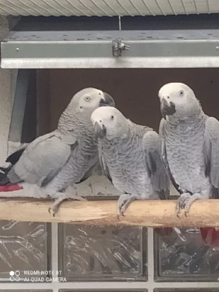 Dolcissimi e adorabili pappagalli cenerini africani in vendita | Foto 0