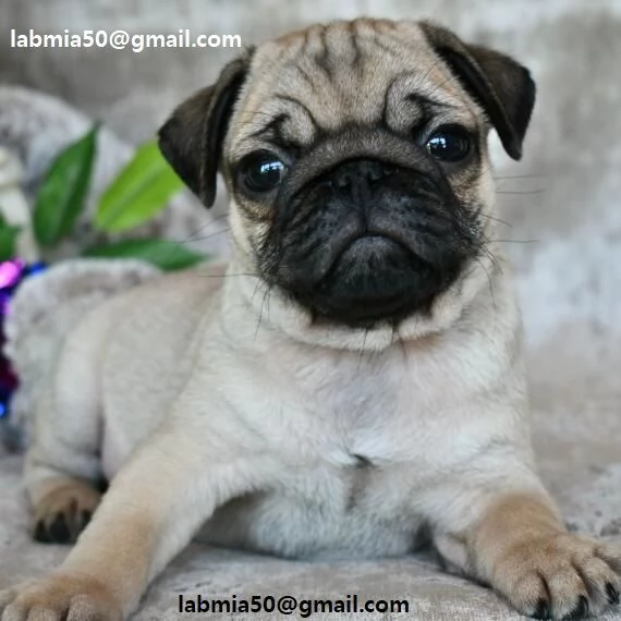 Regalo Bianchi cuccioli di carlino Cuccioli di carlino molto belli Maschi e femmine I cuccioli so