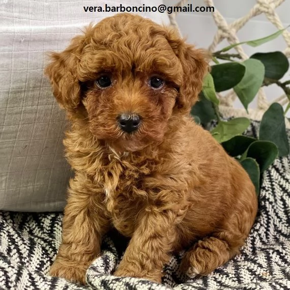 Cuccioli di barboncino nano disponibili con microchip vaccinati sverminati e con pedigree enci  c