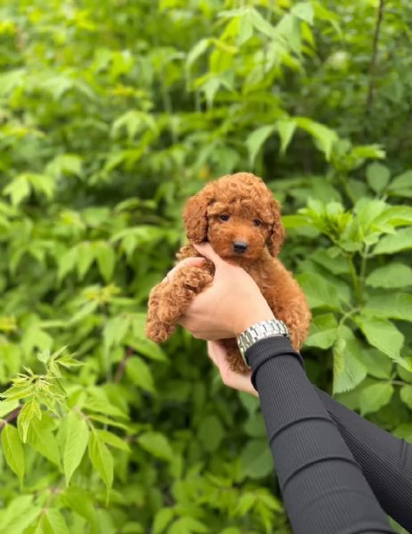 Barboncino toy  maschio  | Foto 4