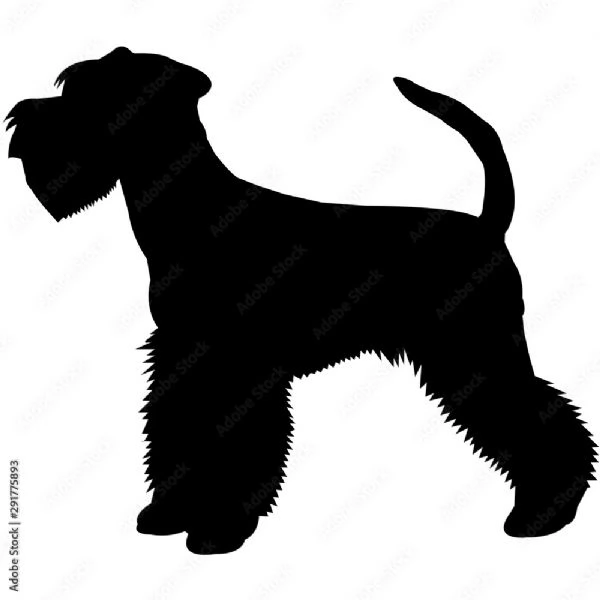 Coppia Schnauzer nani