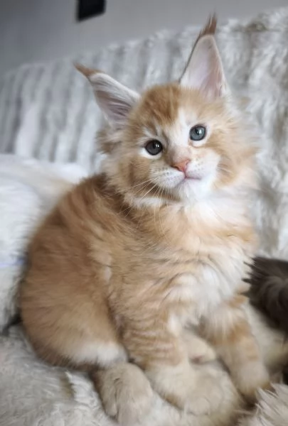 Maine coon | Foto 3