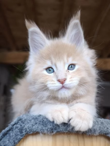 Maine coon | Foto 1