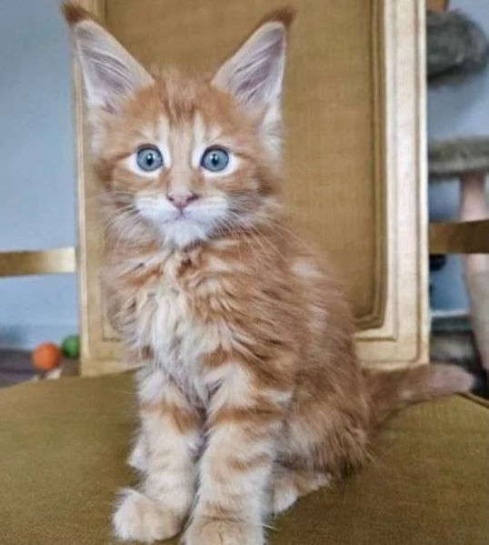 Cuccioli gatti Maine Coon | Foto 0