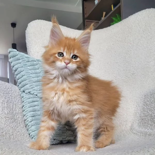 Maine Coon cuccioli pedigree | Foto 0