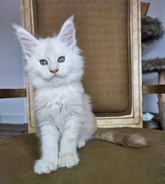 Maine Coon cuccioli pedigree