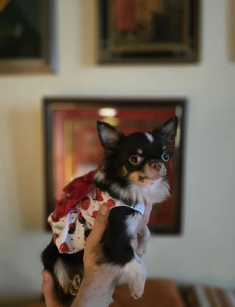 Chihuahua femina 15 mes Picola 17 kg Con pedigree 1200 euro