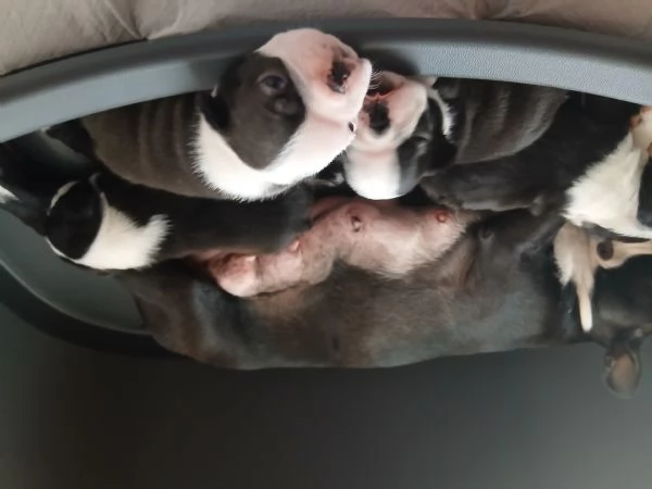Disponibili cuccioli di boston terrier hidden
