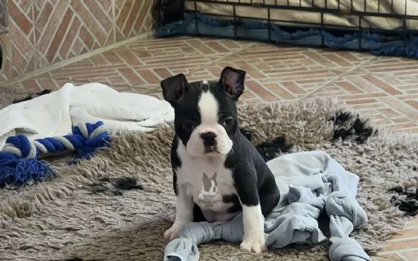 Disponibili cuccioli di boston terrier hidden | Foto 3