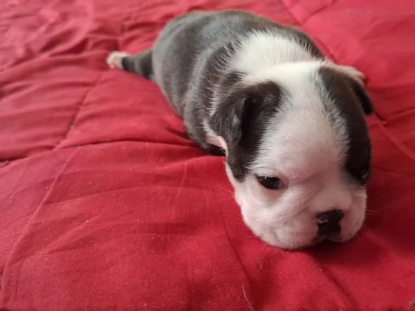 Disponibili cuccioli di boston terrier hidden | Foto 2