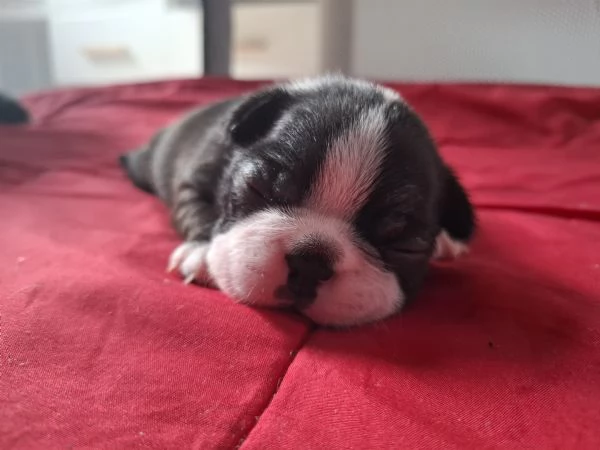 Disponibili cuccioli di boston terrier hidden | Foto 1