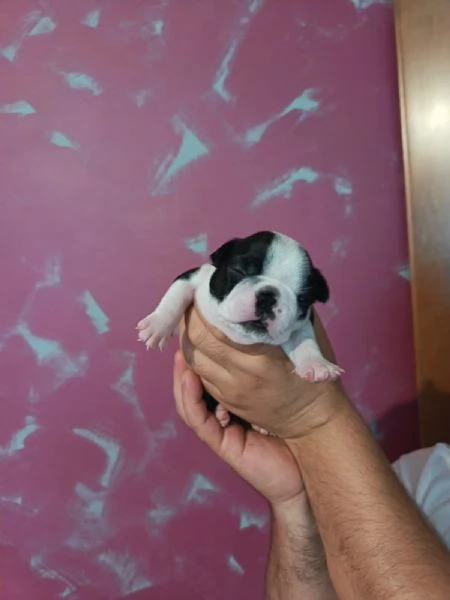 Disponibili cuccioli di boston terrier hidden | Foto 0