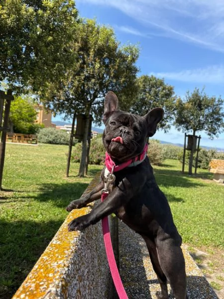 cedo due bulldog francesi | Foto 4