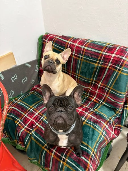 cedo due bulldog francesi | Foto 3