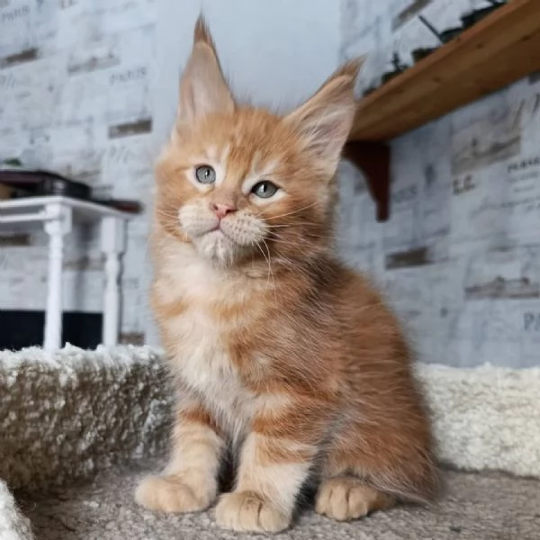 Maine Coon cuccioli pedigree