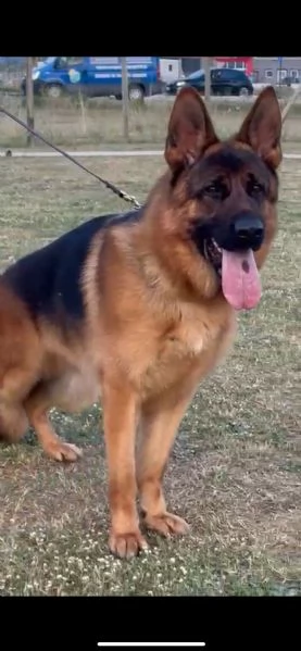 Pastore tedesco per monta hidden | Foto 0