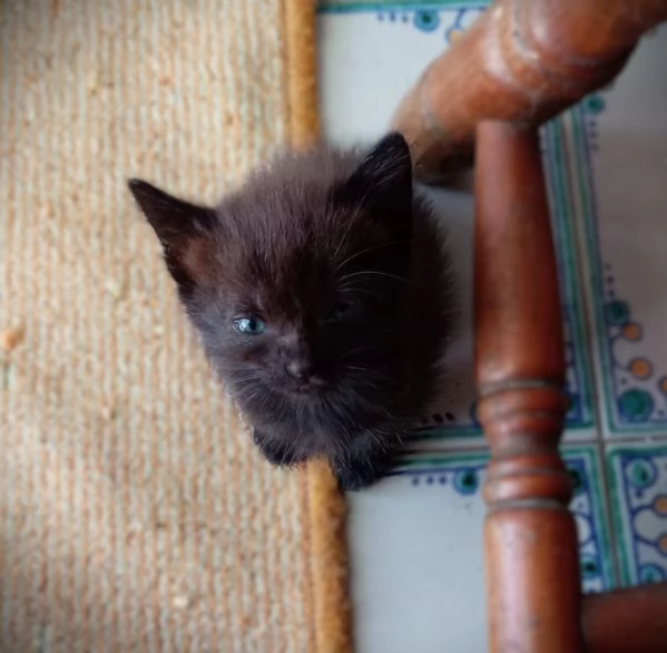 Gattini dolcissimi in regalo