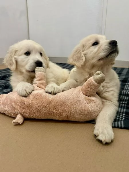 Cuccioli maschi di Golden Retriever