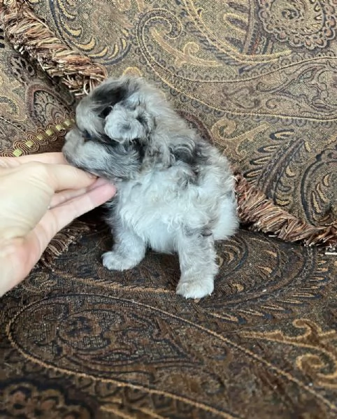 Bellissimi cuccioli di Pomerania mini maschio e femmina