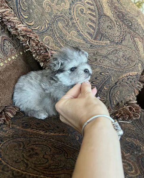 Bellissimi cuccioli di Pomerania mini maschio e femmina | Foto 3