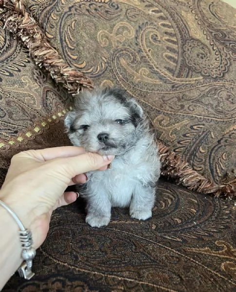 Bellissimi cuccioli di Pomerania mini maschio e femmina | Foto 2