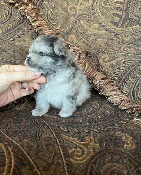 Bellissimi cuccioli di Pomerania mini maschio e femmina | Foto 1