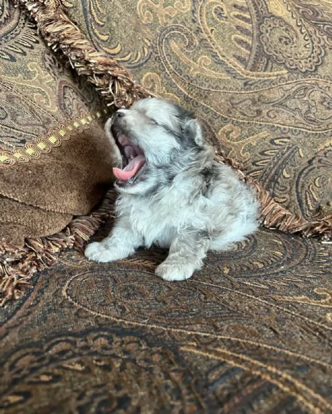 Bellissimi cuccioli di Pomerania mini maschio e femmina | Foto 0