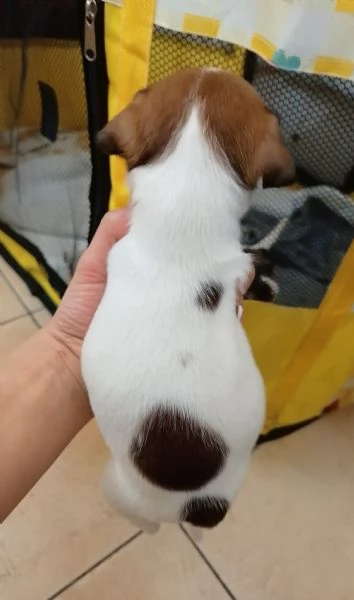 Jack Russell Terrier 