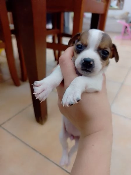 Jack Russell Terrier  | Foto 4