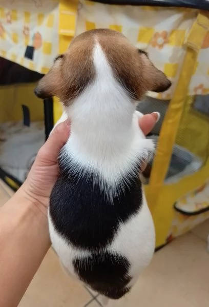 Jack Russell Terrier  | Foto 3
