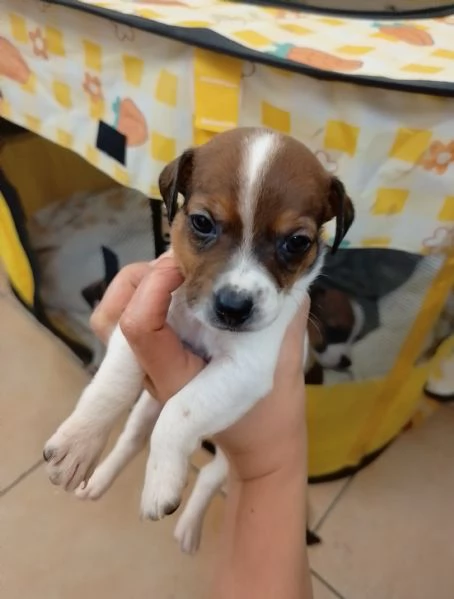 Jack Russell Terrier  | Foto 2
