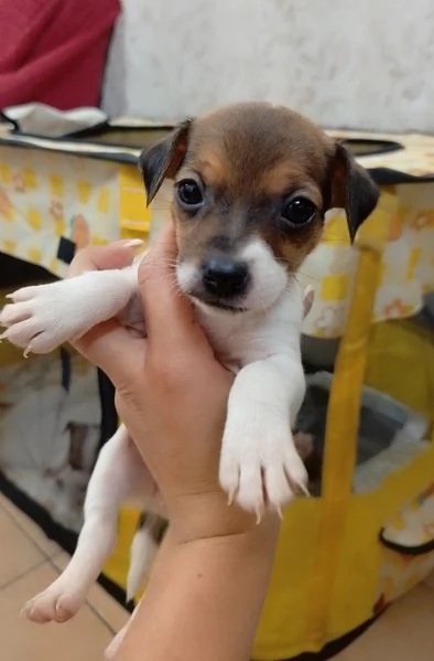 Jack Russell Terrier  | Foto 1