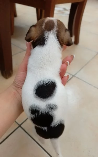 Jack Russell Terrier  | Foto 0