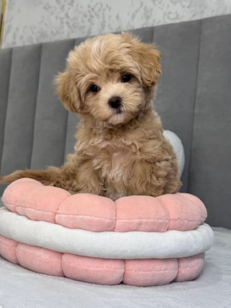 In vendita dolcissima cucciola di Maltipoo 11 settimane