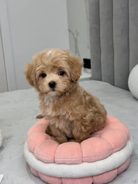 In vendita dolcissima cucciola di Maltipoo 11 settimane | Foto 1